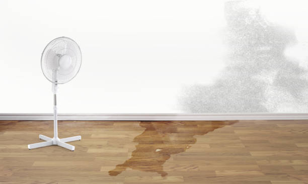 Best Water damage restoration experts  in Midway, FL